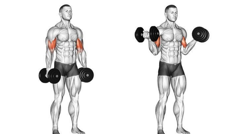 How to Choose Dumbbells for the Best Dumbbells Exercises