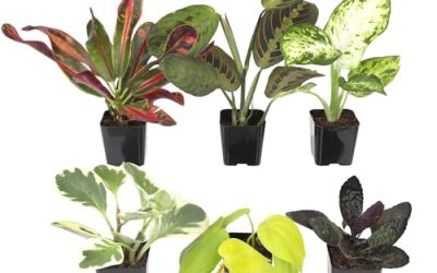Best Office Plants to Improve Air Quality and Productivity