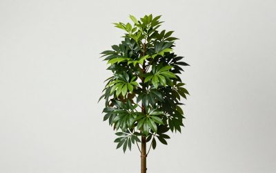 Tropic Sparino Plants vs Brainrots Compared